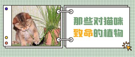 常春藤 貓|养猫家庭自查：这30种常见植物对猫有毒！